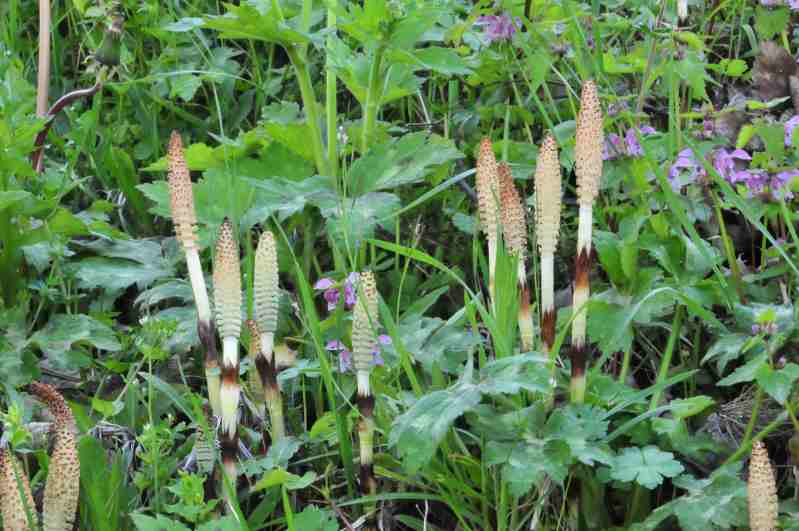 Equisetum telmateja